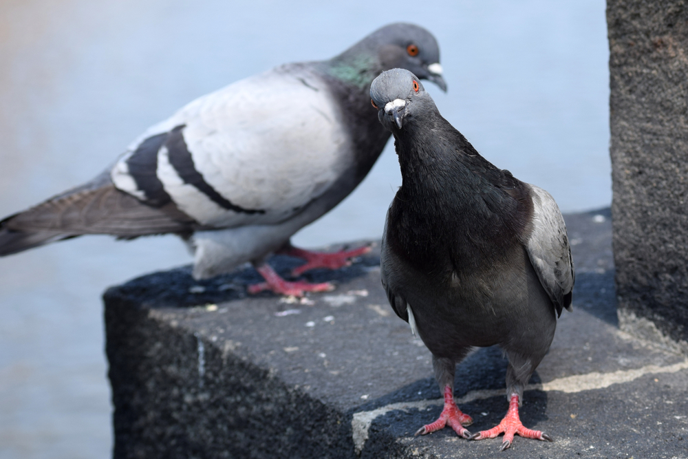 鳩 の フン かかっ た