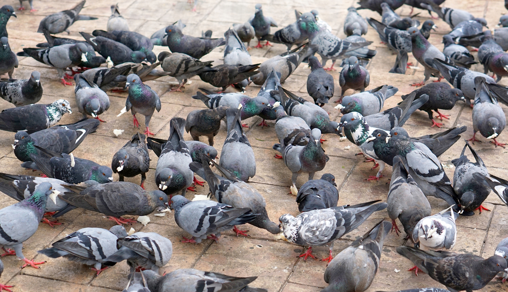 鳩 の フン かかっ た